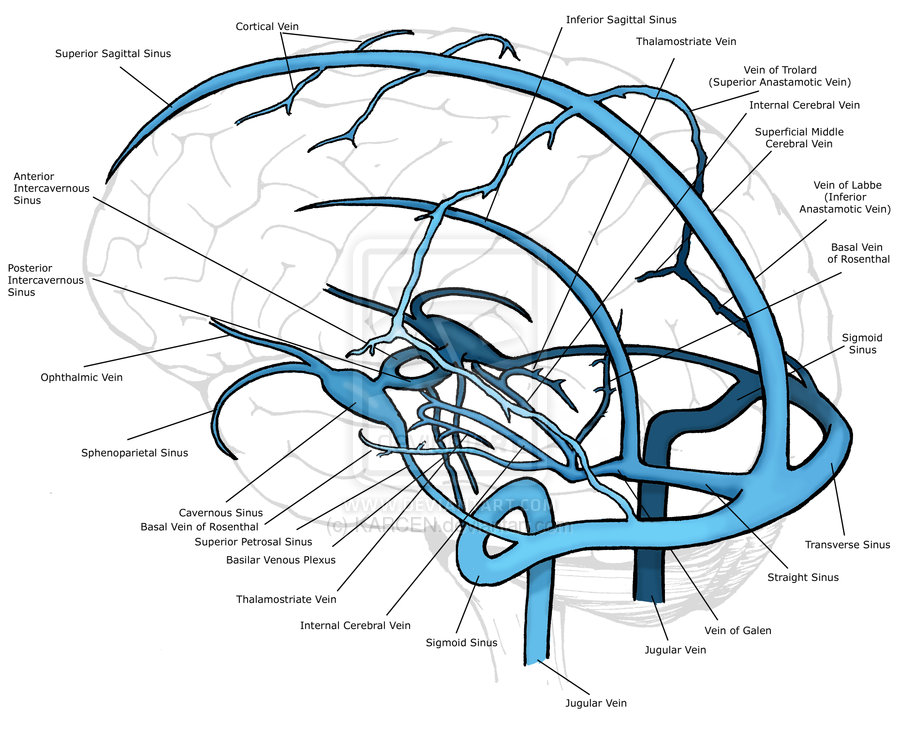 Sinus transversus || Med-koM